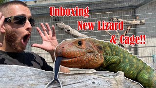 Caiman Lizard Unboxing amp DIY Cage Build The Ultimate Reptile Sanctuary [upl. by Siobhan132]