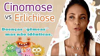 CINOMOSE VS EHRLICHIOSE CASO  TOBY [upl. by Wohlert]