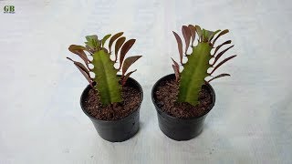 How to Propagate Euphorbia Trigona or African Milk Tree from Stem Cutting [upl. by Dunlavy]