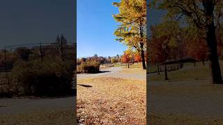 CENTRAL PARK Falling Leaves IN NEW YORK CITY‼️🍁😱😳shorts nyc youtube fyp viralvideo autumn [upl. by Anoerb]