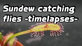 Timelapses with sundew Drosera capensis pt26 [upl. by Cindie]