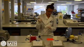 PCR Amplification of cheek cell DNA [upl. by Alasdair]