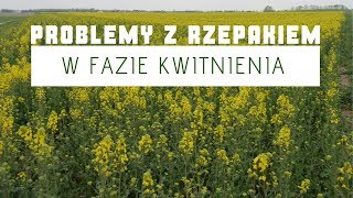 Problemy z rzepakiem w fazie kwitnienia [upl. by Negah]