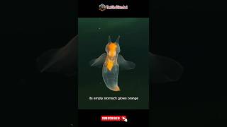 கடல் தேவதை மற்றும் கடல் பட்டாம்பூச்சி  Sea Angel vs Sea Butterfly  Science Facts shorts short [upl. by Elirpa]