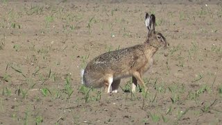 Mrs Feelgood part 2  Feldhase Lepus europaeus [upl. by Fiester]