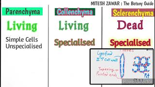 Difference between Parenchyma Collenchyma and Sclerenchyma  Simple Permanent Tissue [upl. by Anehsuc127]