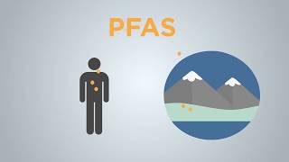 Explained What are PFAS compounds and how can they affect human health [upl. by Nodnnarb702]