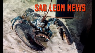 Sad Leon News [upl. by Akinit]