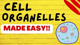 Cell Biology Cell Organelles explained in 5 minutes [upl. by Kissner]