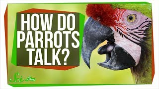 How Do Parrots Talk Like Humans [upl. by Quinton166]