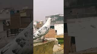 High flyer pigeon 😈🤬🔥🔥😈 attitude kabootar [upl. by Zoa759]