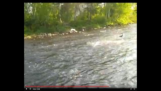 Newfoundland Salmon Fishing with Release and some Rises June26 2024 [upl. by Ialohcin336]