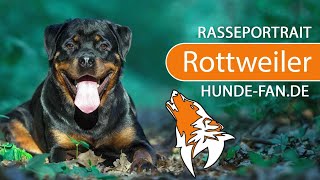 ► Rottweiler 2019 Rasse Aussehen amp Charakter [upl. by Ardrey]