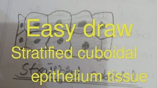 How to draw stratified cuboidal epithelium tissue easily [upl. by Niwhsa]