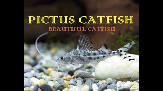 Pictus CatFish  A Non Aggressive CatFish [upl. by Cora]