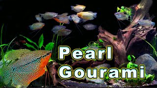 All You Need to Know About The Ultimate Gourami Pearl Gourami Care and Breeding [upl. by Htiel]