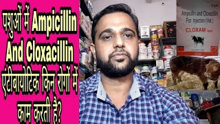 पशुओं में Ampicillin And Cloxacillin एंटीबायोटिक किन रोगों में काम करती हैं व इसके क्या फायदे है [upl. by Clarette]