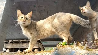 I Adopted All The Stray Cats Visiting My Home [upl. by Philippine]