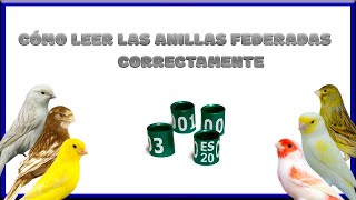 CÓMO LEER LAS ANILLAS FEDERADAS CORRECTAMENTE💯 [upl. by Everett]