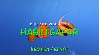 Dive Site Vlog  HABILI GAFAR  Red Sea Egypt [upl. by Violette]