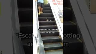 Escalator rat spots a oter [upl. by Merp284]