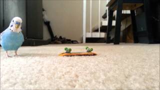 Budgie Bird on his Skateboard [upl. by Haden]