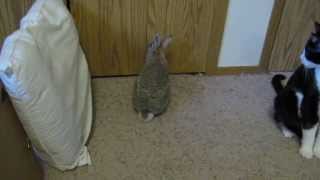 Cadbury the Cottontail Rabbit  3 Years Old [upl. by Ydnew963]