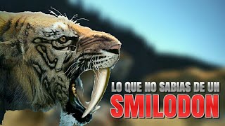 Lo que no sabías de un SmilodonTigre Dientes de Sable [upl. by Risteau]