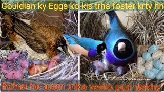 Gouldian finches breeding progres and Gouldian k eggs ko foster krny ka asan tarika [upl. by Meras]