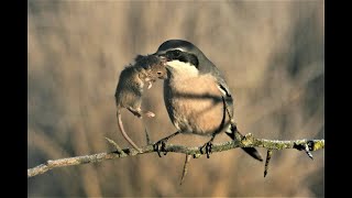 Great grey shrike hunting  Butchering Bird [upl. by Dibri459]