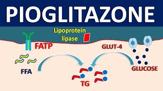 Mechanism of Pioglitazone [upl. by Pritchett]