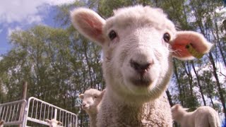 University study finds sheep love a bit of variety in their diet [upl. by Imalda]