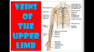 Veins of upper limb [upl. by Brit722]