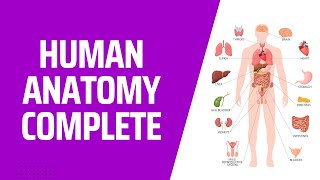 COMPLETE Human Anatomy in 1 Hour A to Z 3D Human Body Organ Systems [upl. by Akirrehs]