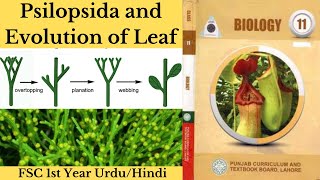 Psilopsida and Evolution of Leaf FSC1st Year  Psilopsida and Evolution of Leaf Biology UrduHindi [upl. by Merralee]