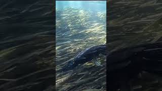 Anhinga fishing at Weeki Wachee State Park [upl. by Kolnos]