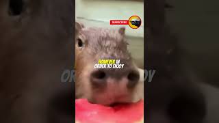 Do Capybaras Make Good Pets capybara animals animalshorts [upl. by Rosana9]