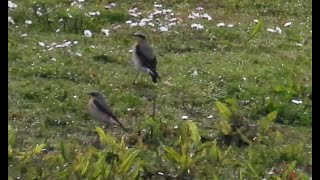 Wheatears at Dinton Pastures April 2024 [upl. by Liartnod]