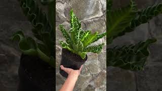 Asplenium Laksakna plants garden greennaturehousplants [upl. by Favianus]