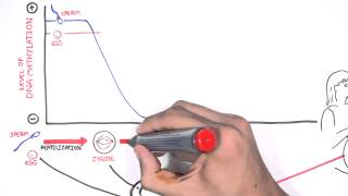 DNA Methylation and Development [upl. by Annekcm]