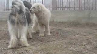 Natural breeding of dogs  Mioritic Sheepdog [upl. by Rocky]