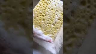 WATER RINSE SUDSY SPONGES  ODDLY SATISFYING SPONGE SQUEEZING  PASTE SPONGE RINSING  CLEANTOK [upl. by Saba]