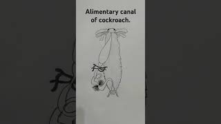 Alimentary canal of cockroach [upl. by Georgina]