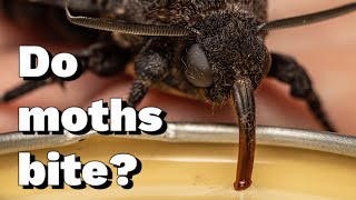 10 most asked questions answered Deaths Head Hawk Moth [upl. by Ramirolg]