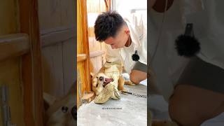 When the owner sees 😬 dog insane aggressive reaction while training amp grooming 😱 shorts pets dog [upl. by Newob]