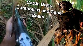 Cattle Dogs and Catahoulas Baying Australian Wild Boars in Sugarcane [upl. by Merrielle165]