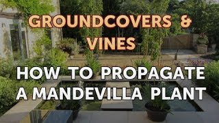 How to Propagate a Mandevilla Plant [upl. by Letreece]