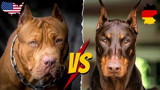 Pit monster vs Doberman Pitbull Monster vs Doberman [upl. by Yerocaj]