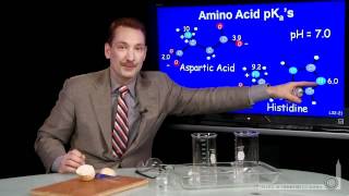 Amino Acid pKa [upl. by Nyrraf611]