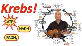 Krebs Mr Ws Krebs Cycle Song [upl. by Tserrof730]